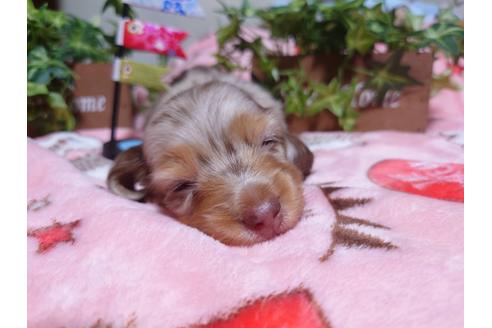 成約済の福岡県のミニチュアダックスフンド(ロングヘアード)-129764の4枚目