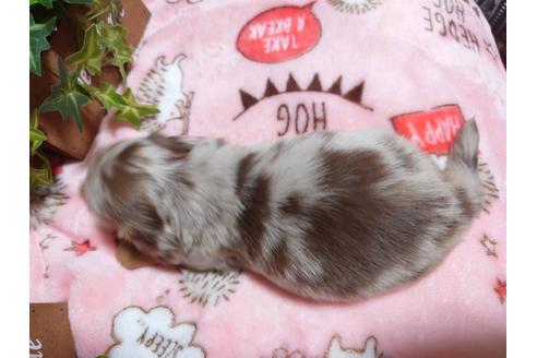 成約済の福岡県のミニチュアダックスフンド(ロングヘアード)-129764の5枚目