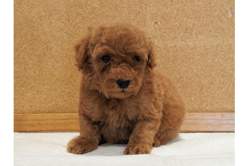 成約済の愛知県のトイプードル-129802の1枚目