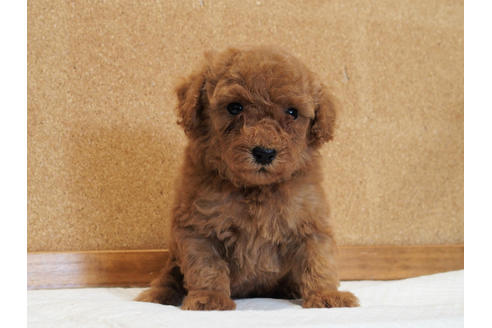 成約済の愛知県のトイプードル-129802の6枚目