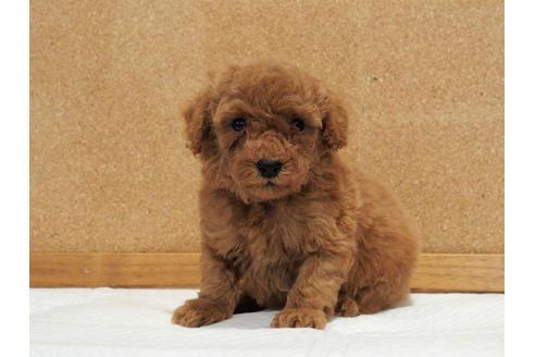 成約済の愛知県のトイプードル-129802の5枚目