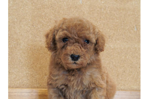 成約済の愛知県のトイプードル-129802の4枚目