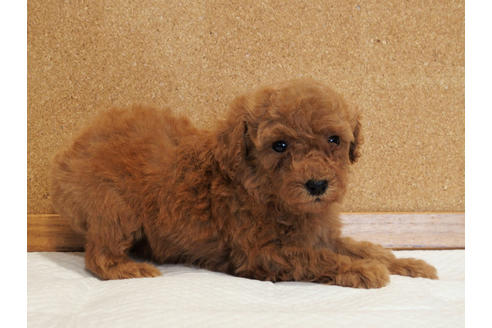 成約済の愛知県のトイプードル-129802の3枚目