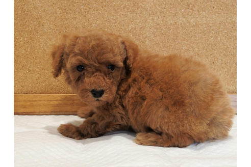 成約済の愛知県のトイプードル-129802の2枚目