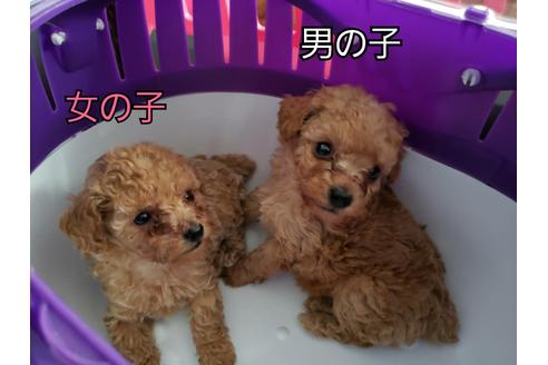 成約済の岡山県のティーカッププードル-127478の3枚目