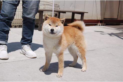成約済の埼玉県の柴犬-130835