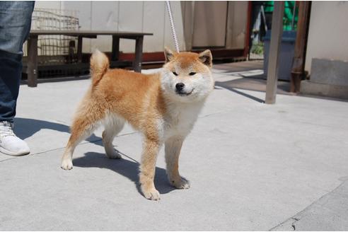 成約済の埼玉県の柴犬-130835の3枚目