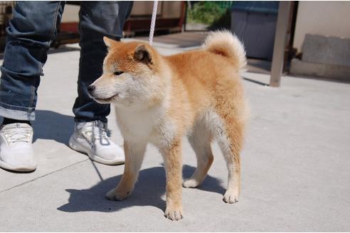 成約済の埼玉県の柴犬-130835の2枚目