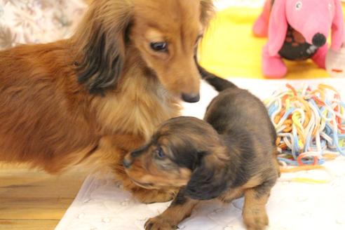 成約済の愛知県のカニンヘンダックスフンド(ロングヘアード)-128837の13枚目