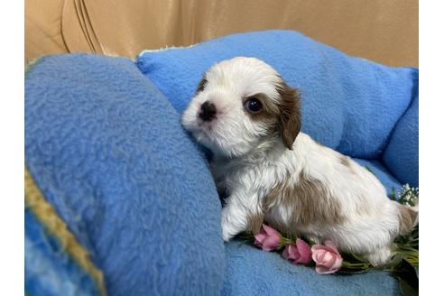 成約済の栃木県のキャバリアキングチャールズスパニエル-130839の4枚目