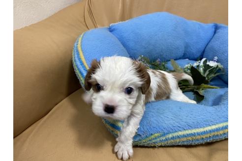 成約済の栃木県のキャバリアキングチャールズスパニエル-130841の1枚目