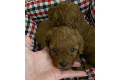 成約済の埼玉県のトイプードル-128200の6枚目