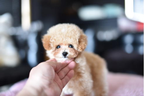 成約済の茨城県のトイプードル-128096