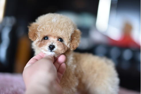 成約済の茨城県のトイプードル-128096の6枚目