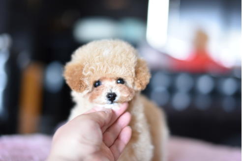 成約済の茨城県のトイプードル-128096の4枚目