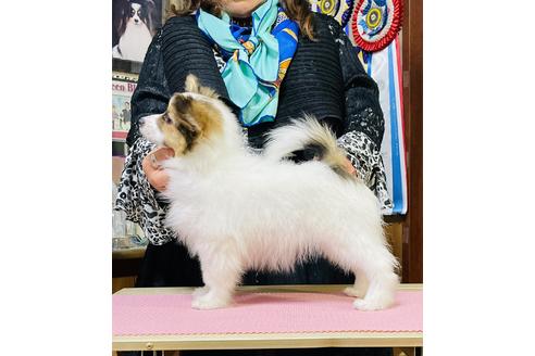 成約済の三重県のパピヨン-130942の5枚目