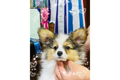成約済の三重県のパピヨン-130942の4枚目