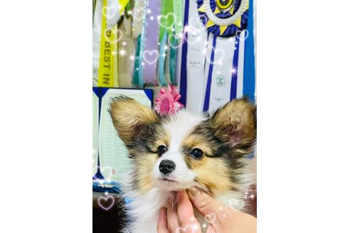成約済の三重県のパピヨン-130942の3枚目