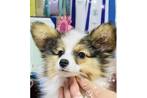 成約済の三重県のパピヨン-130942の2枚目