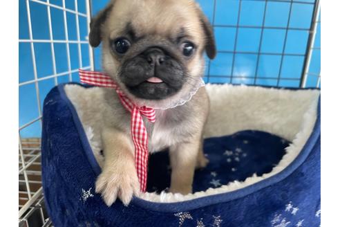 成約済の愛媛県のパグ-130953の4枚目