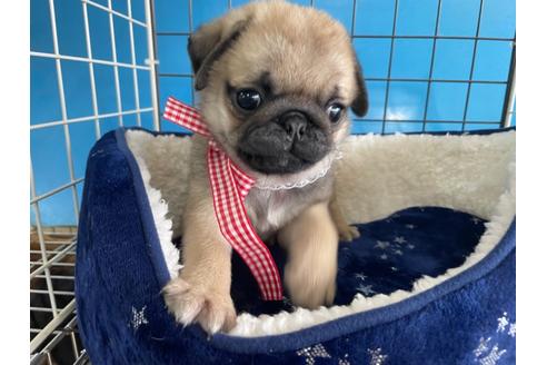 成約済の愛媛県のパグ-130953