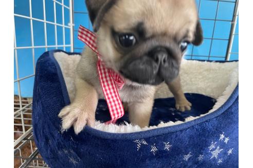 成約済の愛媛県のパグ-130953の2枚目