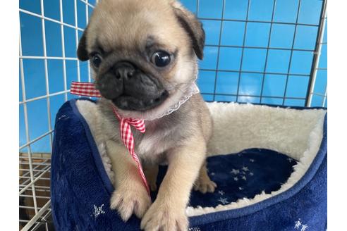 成約済の愛媛県のパグ-130953の3枚目