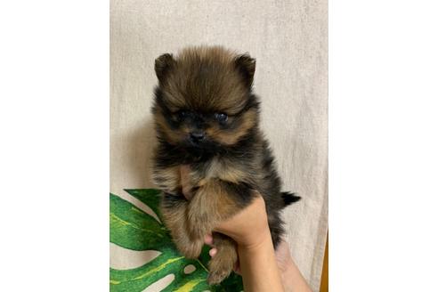 成約済の神奈川県のポメラニアン-130993の4枚目