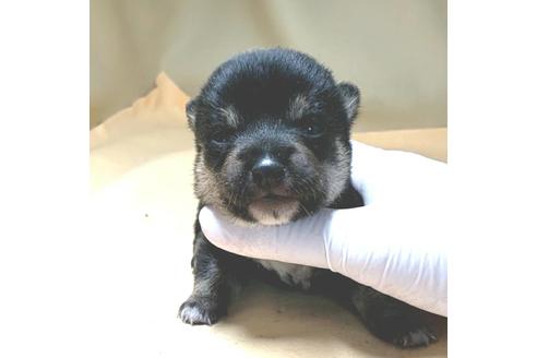 成約済の茨城県の豆柴-130983の24枚目