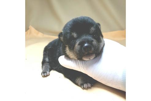 成約済の茨城県の豆柴-130983の23枚目