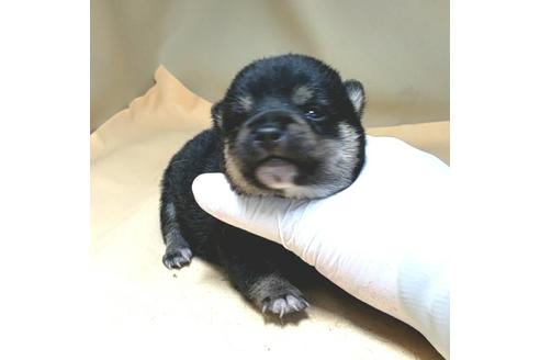 成約済の茨城県の豆柴-130983の21枚目