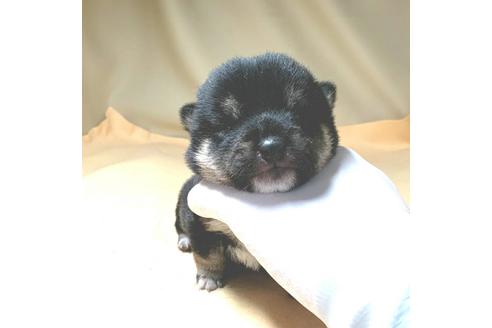 成約済の茨城県の豆柴-130984の16枚目