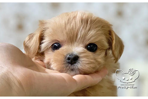 成約済の愛知県のマルプー:マルチーズ×トイプードル-130994の1枚目