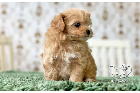 成約済の愛知県のマルプー:マルチーズ×トイプードル-130994の2枚目