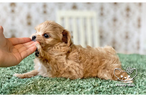 成約済の愛知県のマルプー:マルチーズ×トイプードル-130994の3枚目