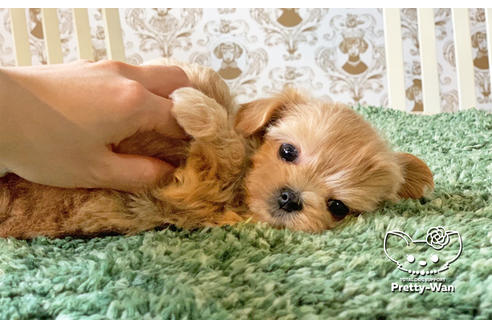 成約済の愛知県のマルプー:マルチーズ×トイプードル-130994の4枚目