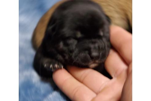 成約済の福岡県の柴犬-131021の1枚目