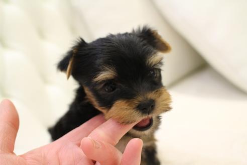 成約済の東京都のヨークシャーテリア-130921の2枚目
