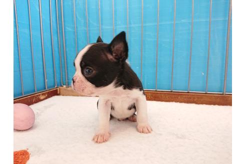 成約済の栃木県のボストンテリア-131066の5枚目