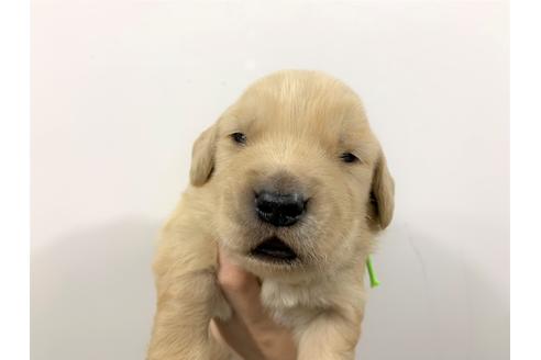 成約済の千葉県のゴールデンレトリーバー-131087の1枚目