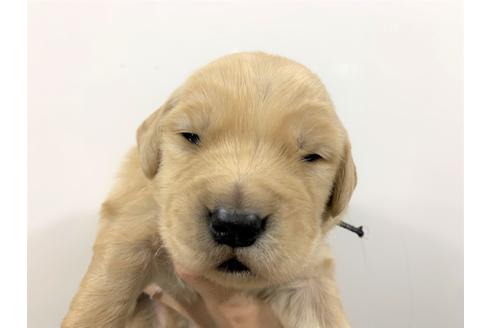 成約済の千葉県のゴールデンレトリーバー-131088の4枚目