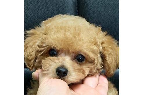 成約済の広島県のタイニープードル-131244の10枚目