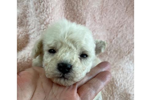 成約済の愛媛県のタイニープードル-130185の5枚目