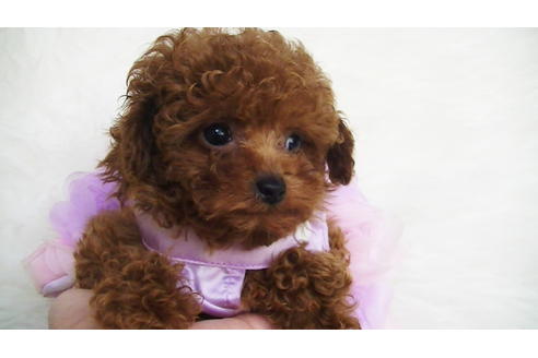 成約済の福岡県のティーカッププードル-123553の5枚目