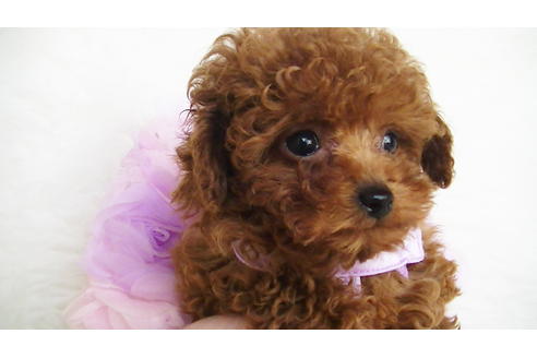 成約済の福岡県のティーカッププードル-123553の4枚目