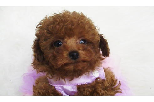 成約済の福岡県のティーカッププードル-123553の3枚目