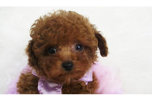 成約済の福岡県のティーカッププードル-123553の1枚目