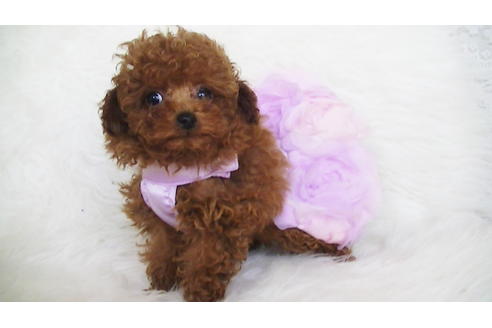 成約済の福岡県のティーカッププードル-123553の2枚目