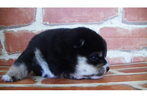 成約済の福岡県の豆柴-129798の9枚目