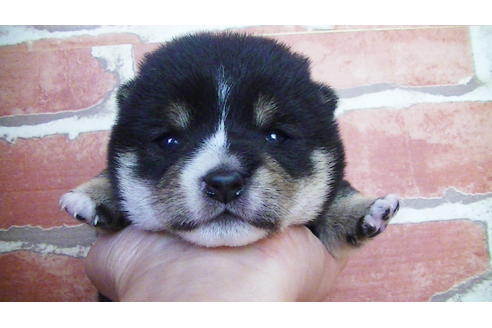 成約済の福岡県の豆柴-129798の8枚目